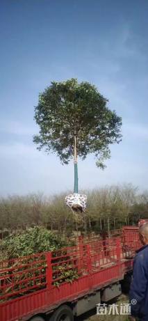 10公分大叶女贞