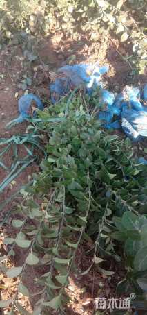 高度60厘米卫矛