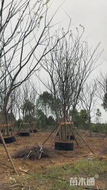 60公分(5杆)丛生朴树