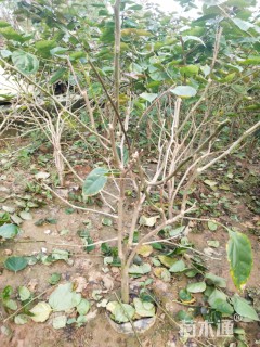 高度50厘米三角梅