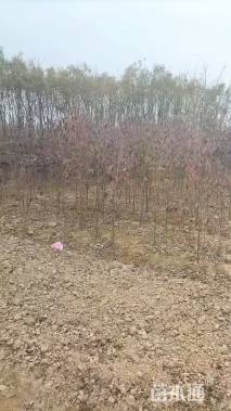 1.5公分香港四照花