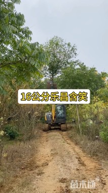 15公分乐昌含笑