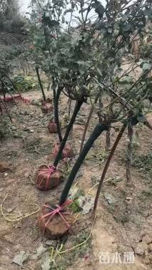 高度50厘米月季