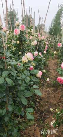 高度100厘米月季