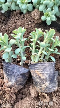 高度5厘米八宝景天