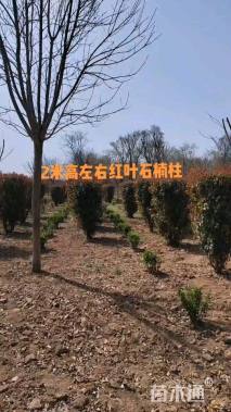 高度180厘米红叶石楠柱