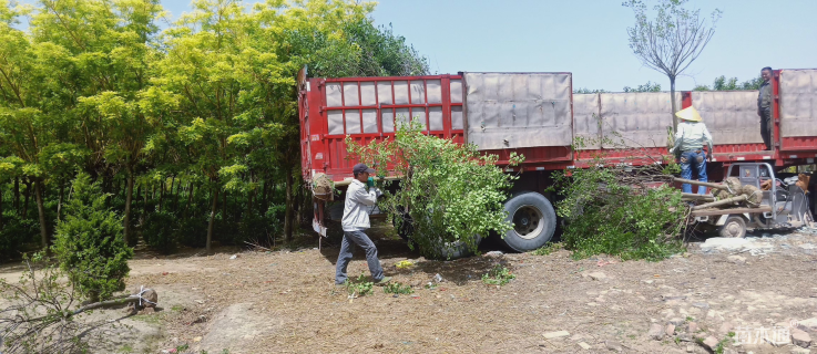 高度200厘米丁香