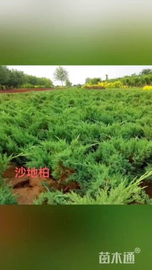 高度50厘米沙地柏