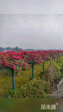 高度250厘米月季