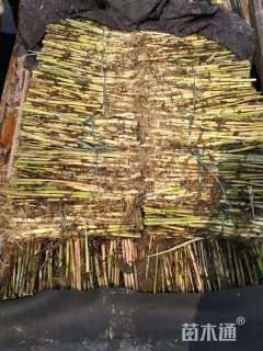 高度50厘米芦苇