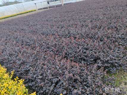 高度25厘米红花继木