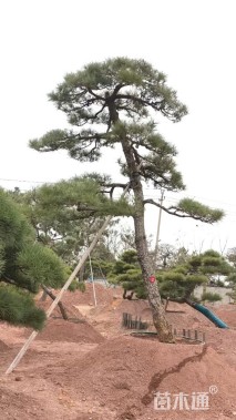 高度500厘米古松