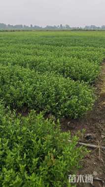 高度30厘米栀子花