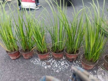 高度20厘米金叶石菖蒲