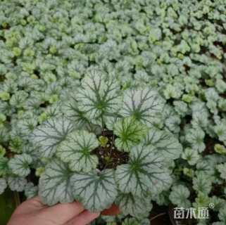 高度33厘米矾根