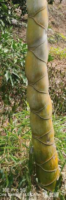200厘米龟背竹
