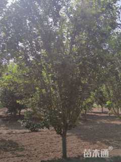 11公分西府海棠