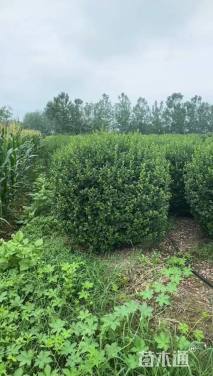 冠幅100厘米大叶黄杨球