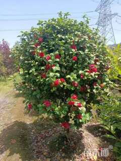 高度220厘米茶花