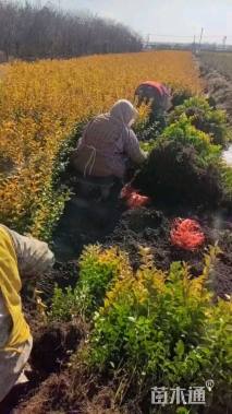 高度50厘米金叶女贞