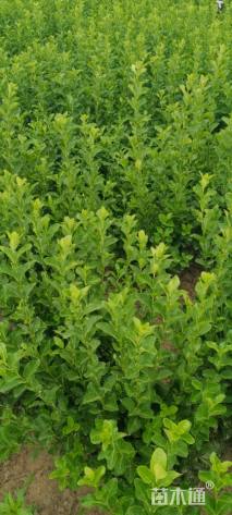 高度40厘米大叶黄杨