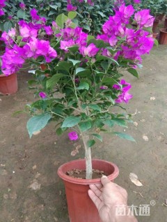 高度60厘米三角梅