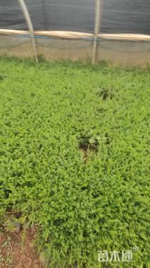 高度25厘米六月雪