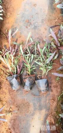 高度25厘米山桃草