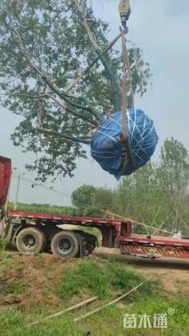 高度700厘米丛生茶条槭