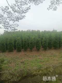 高度250厘米蜀桧