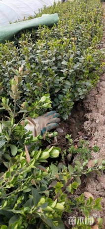 高度20厘米卫矛