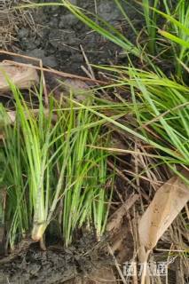 高度25厘米金叶石菖蒲