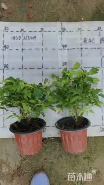 高度20厘米火焰南天竹