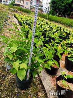 高度40厘米鸳鸯茉莉