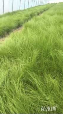 高度15厘米墨西哥羽毛草