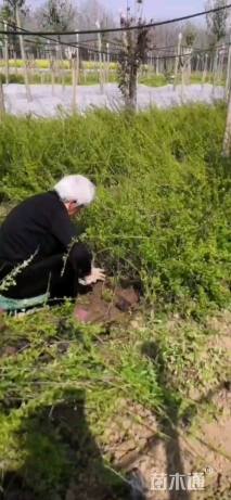 高度100厘米迎春花