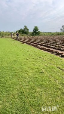 草块状马尼拉草