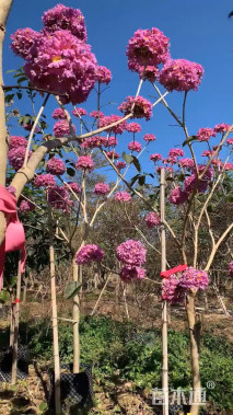 高度25厘米西洋杜鹃