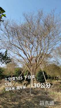 30公分紫薇