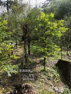 高度120厘米黄杨