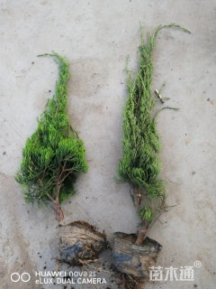 高度40厘米龙柏小苗