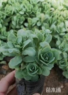 高度16厘米八宝景天