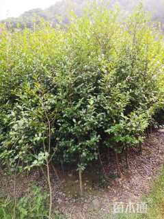 高度150厘米茶梅