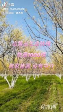 高度400厘米丛生金枝槐