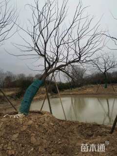 25公分造型朴树