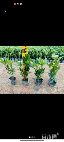 高度20厘米海桐小苗