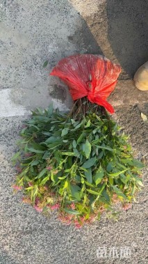 高度30厘米粉花绣线菊