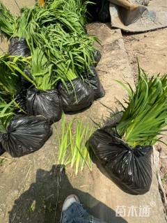 高度30厘米黄菖蒲