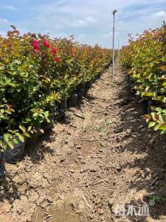 高度65厘米丛生红花紫薇