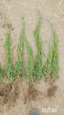 高度50厘米小龙柏